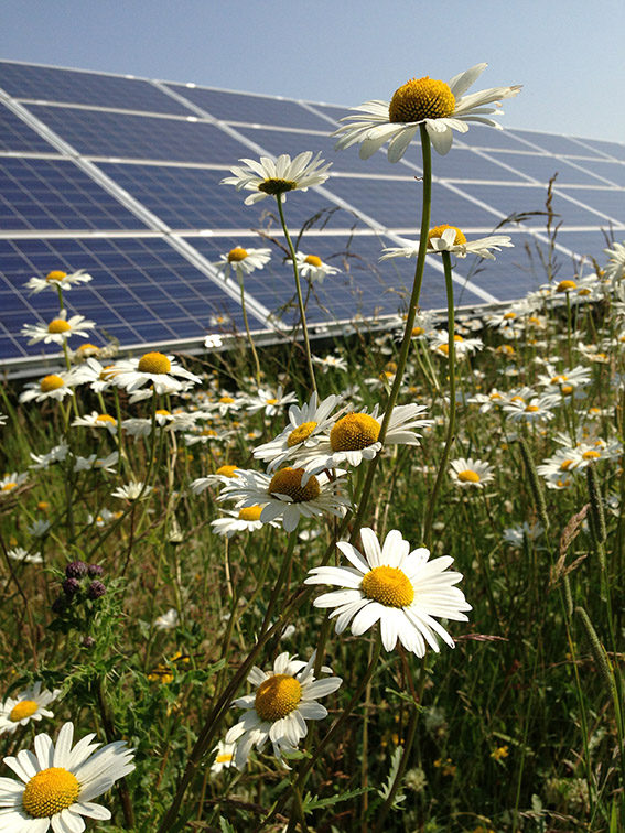 Solar & Daisies_