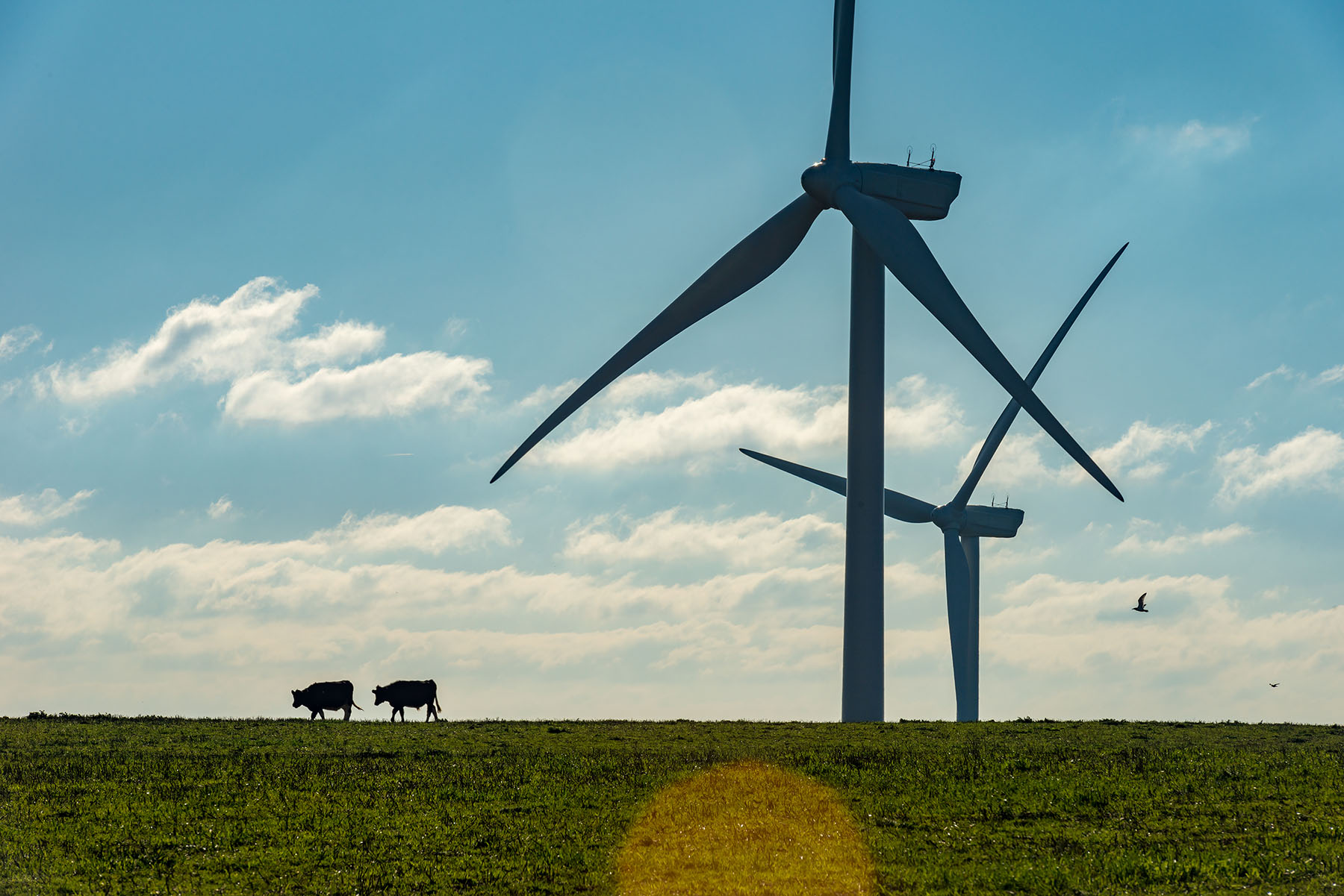 Two,Cows,Silhouetted,By,Wind,Turbines.,Devon,,Uk.,November